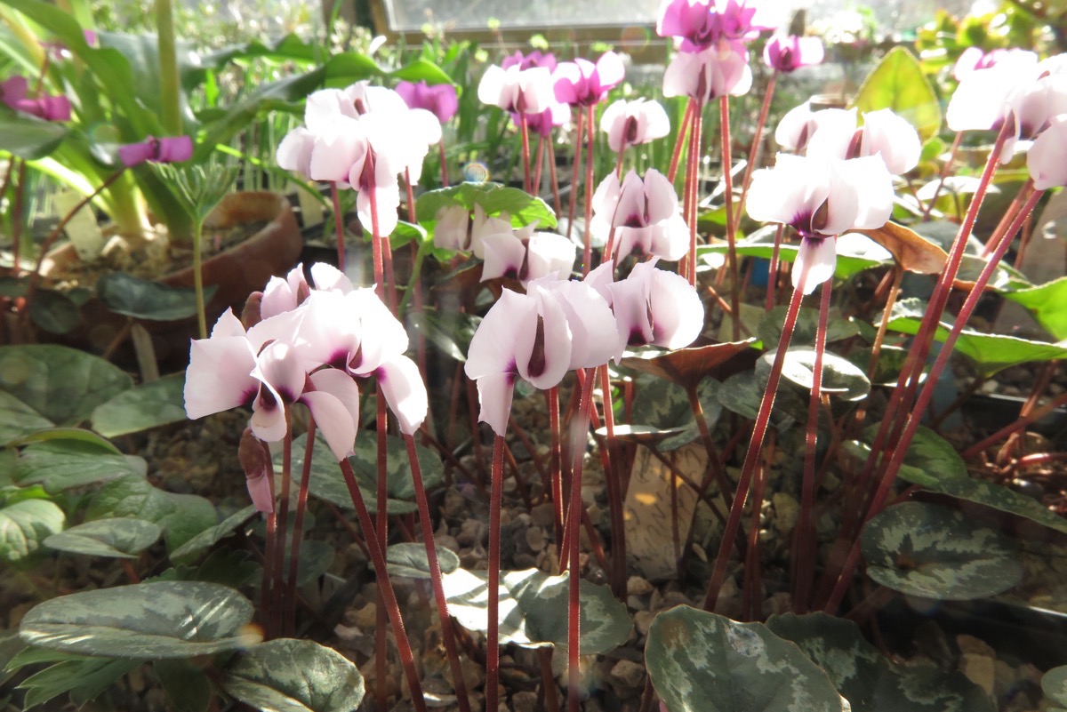 Cyclamen alpinum