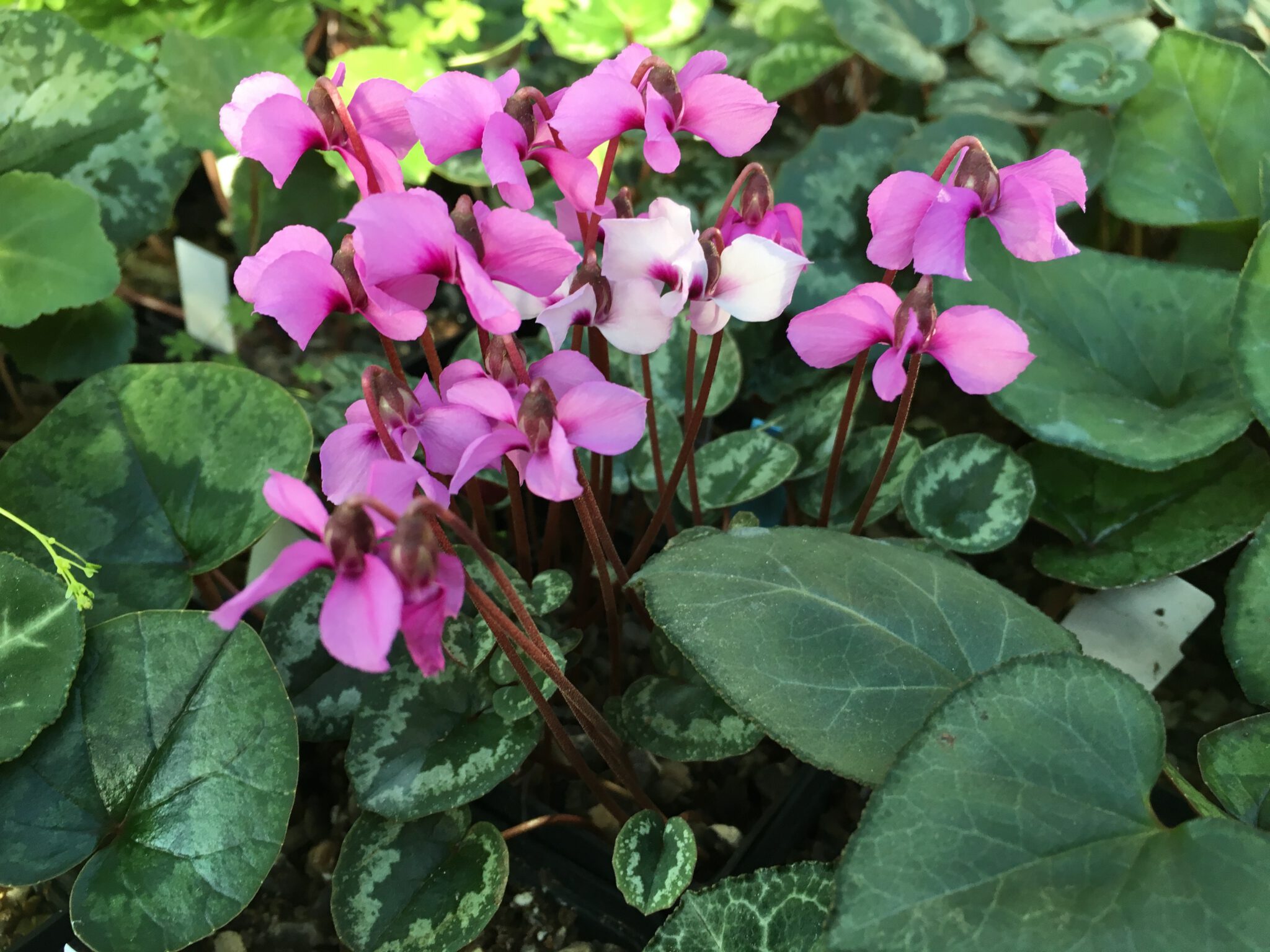 Cyclamen alpinum leucanthemum