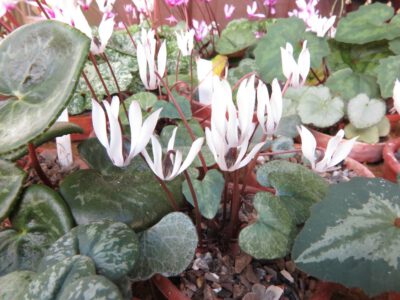 Cyclamen balearicum