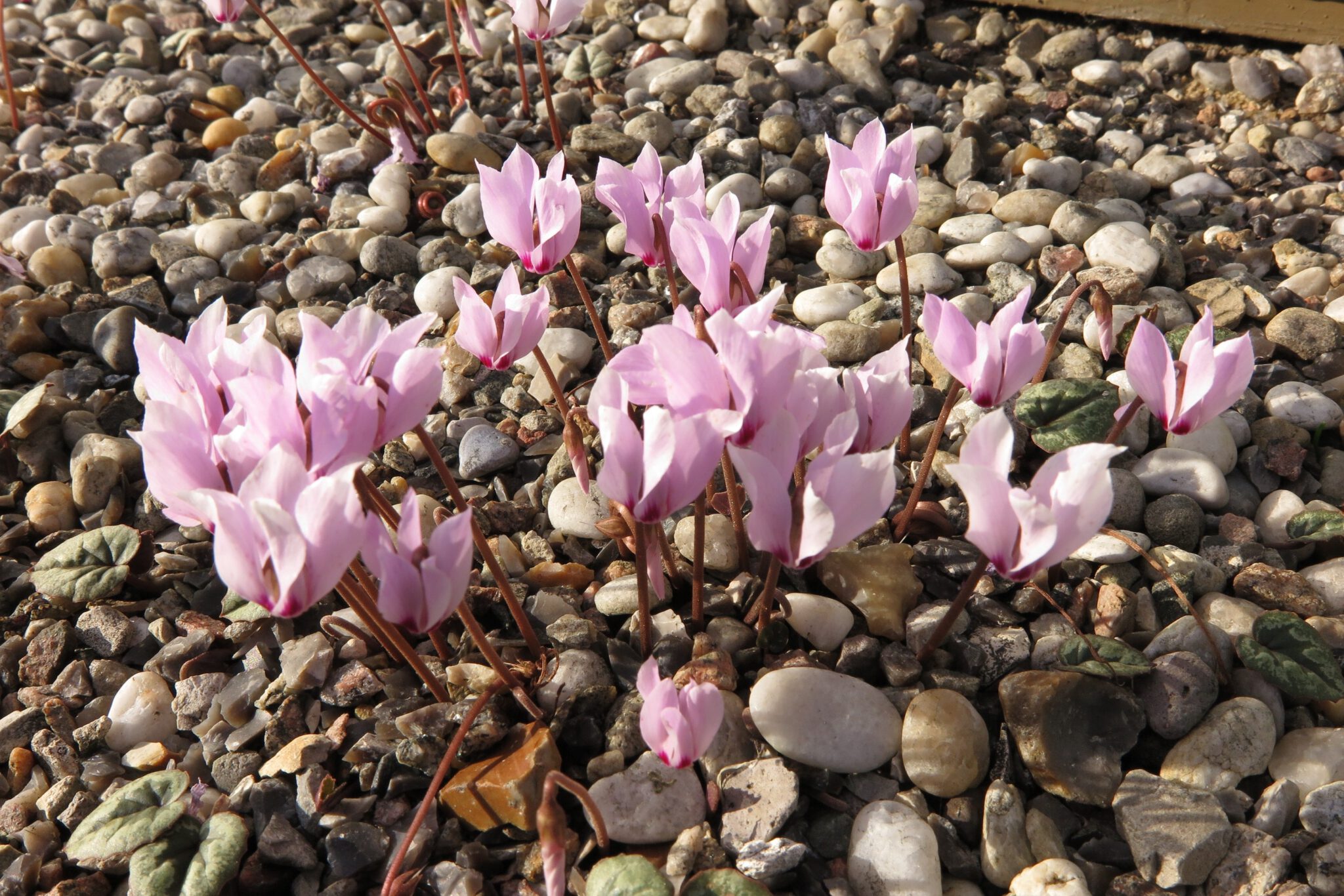 Cyclamen cilicium