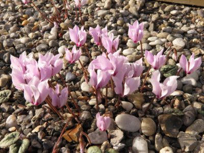 Cyclamen cilicium