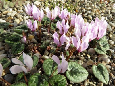 Cyclamen cilicium