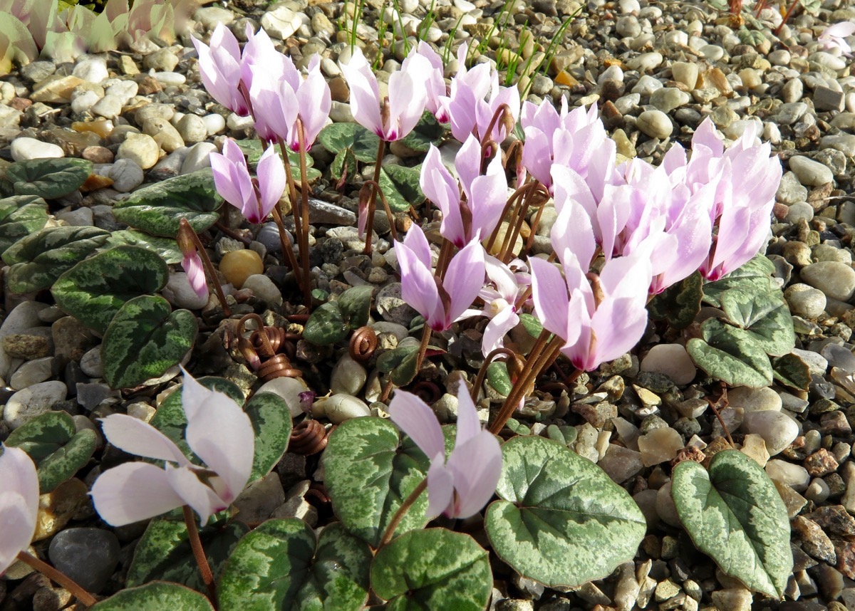 Cyclamen cilicium