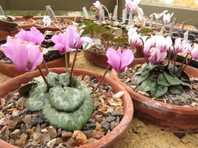 Cyclamen colchicum