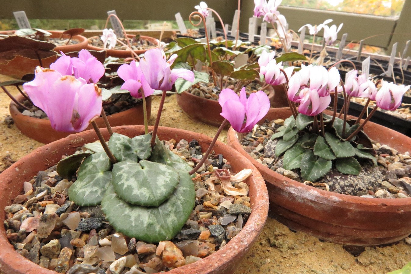 Cyclamen colchicum