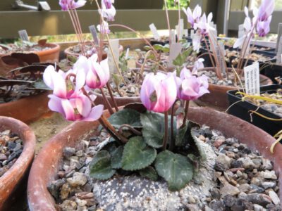 Cyclamen colchicum