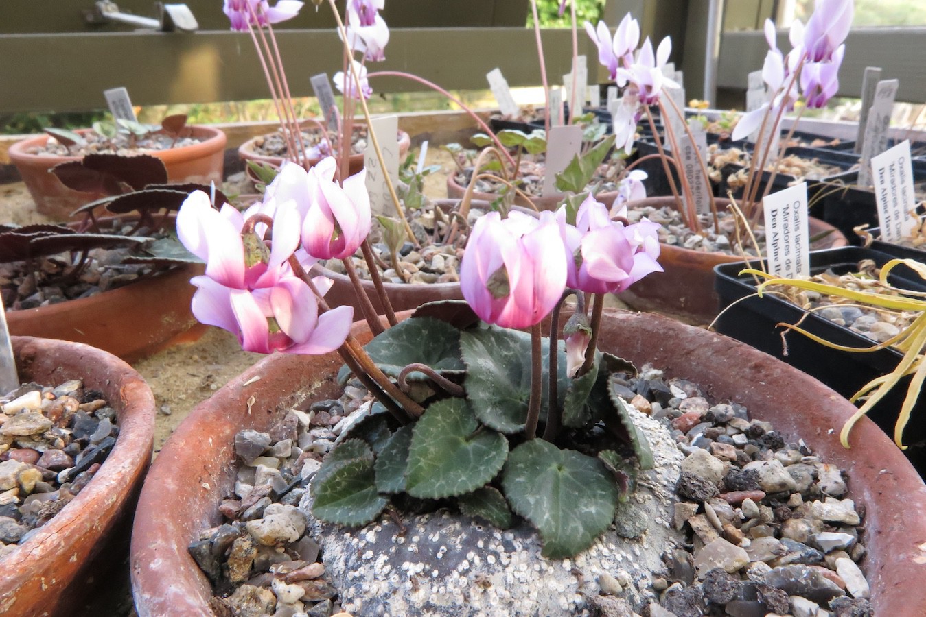 Cyclamen colchicum