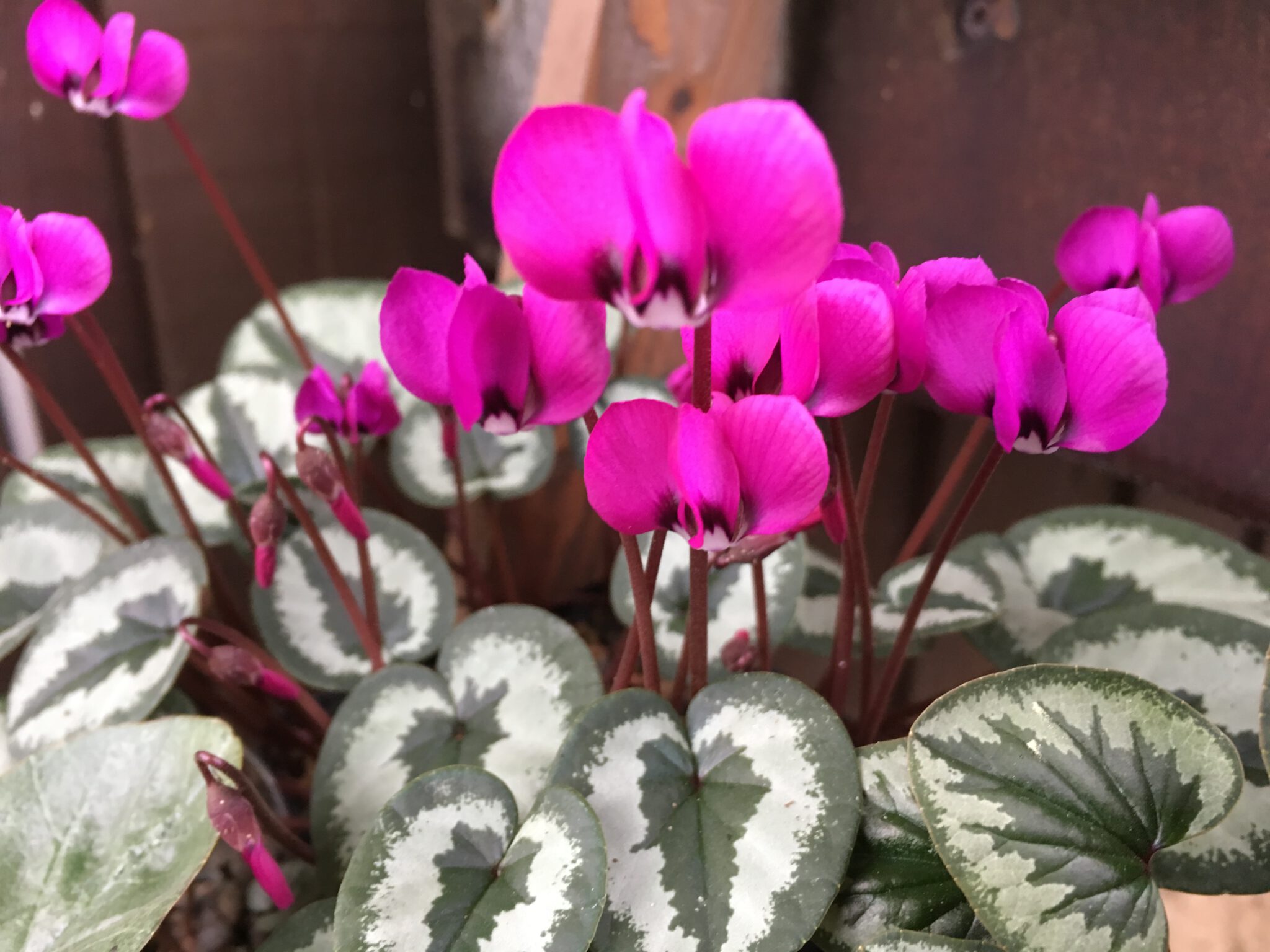 Cyclamen coum 'Christmas Tree'