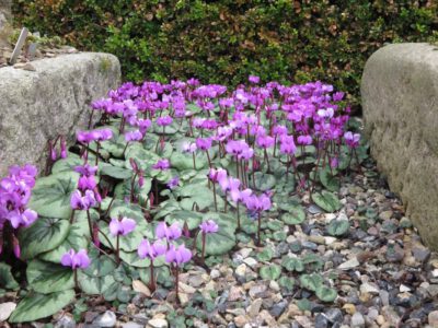 Cyclamen coum