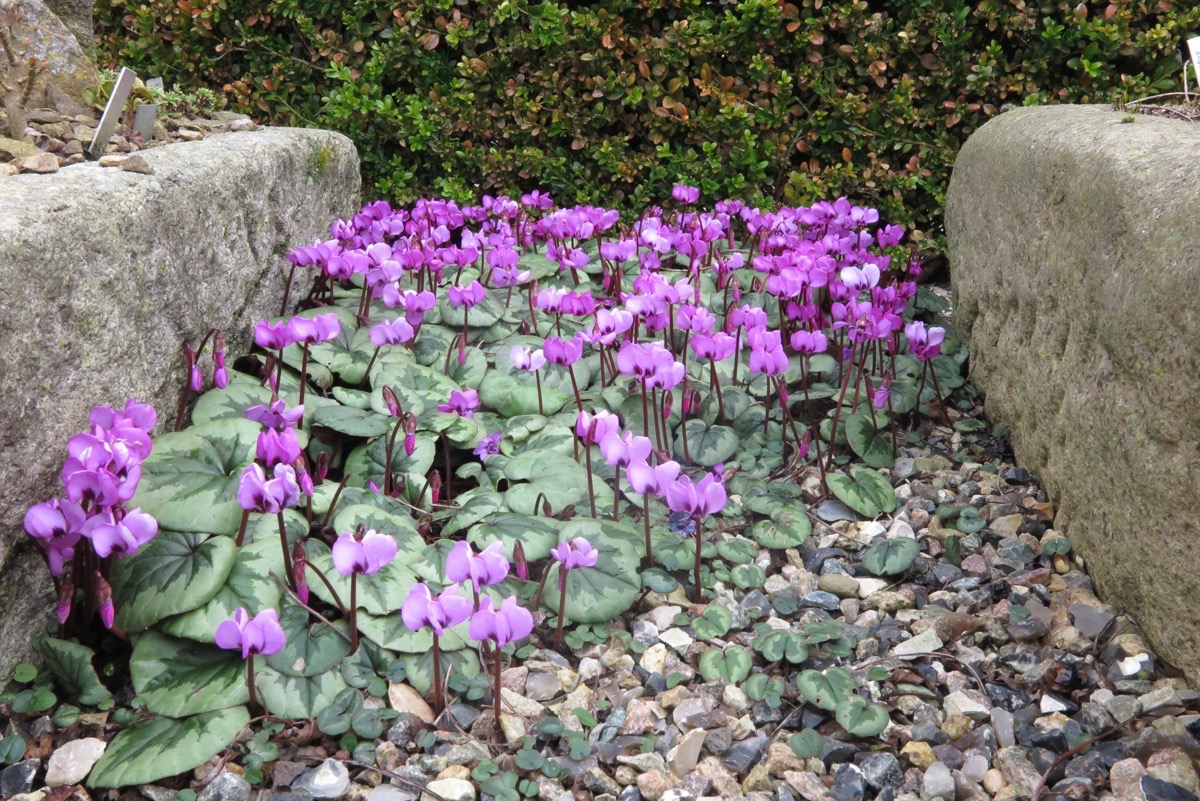 Cyclamen coum