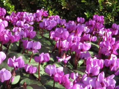 Cyclamen coum