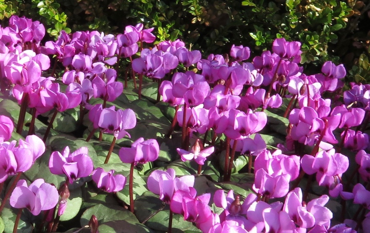 Cyclamen coum