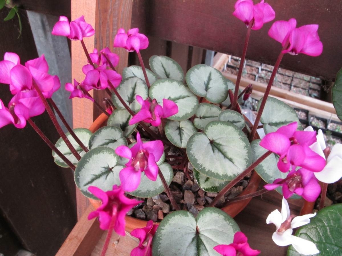 Cyclamen coum 'Tilebarn Graham'