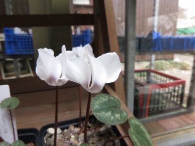 Cyclamen coum alba