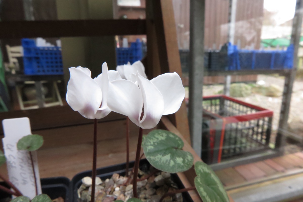 Cyclamen coum alba