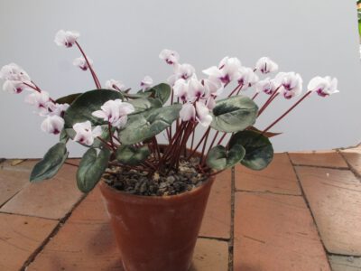 Cyclamen coum album scented