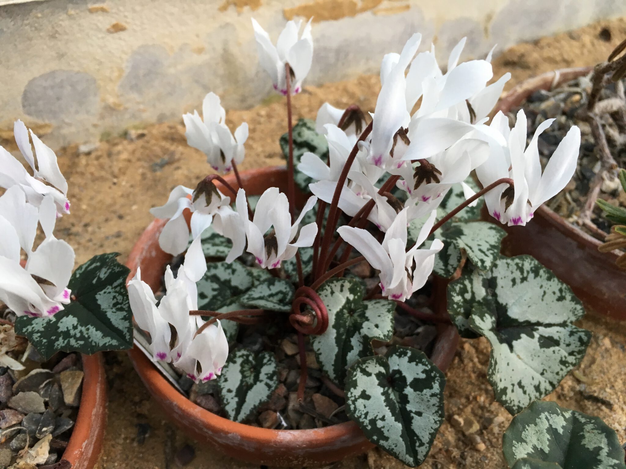 Cyclamen cyprium 'E.S'