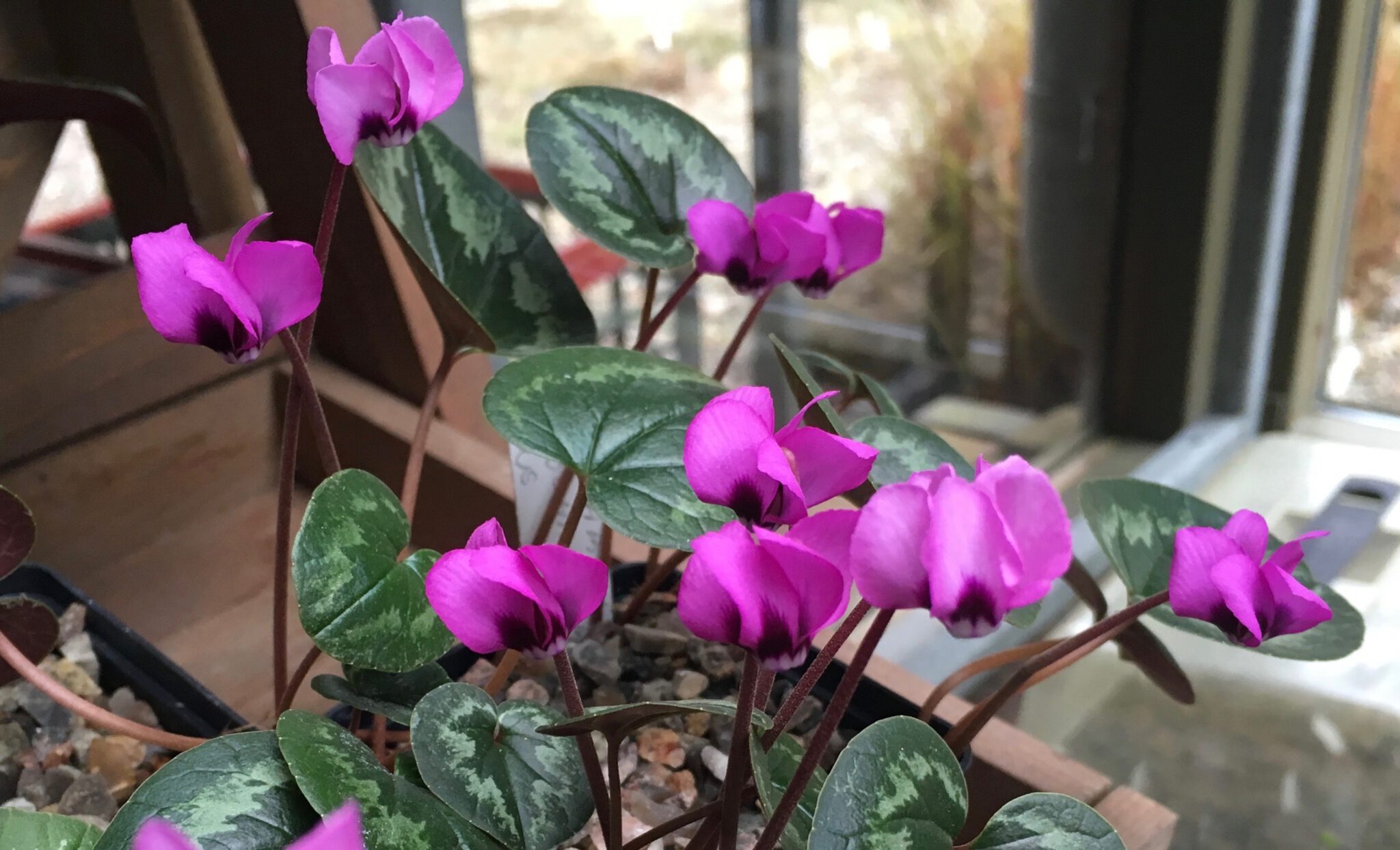 Cyclamen elagans 'Reiko'