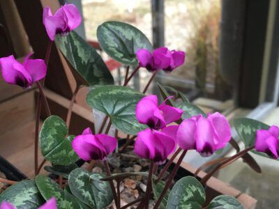 Cyclamen elagans 'Reiko'