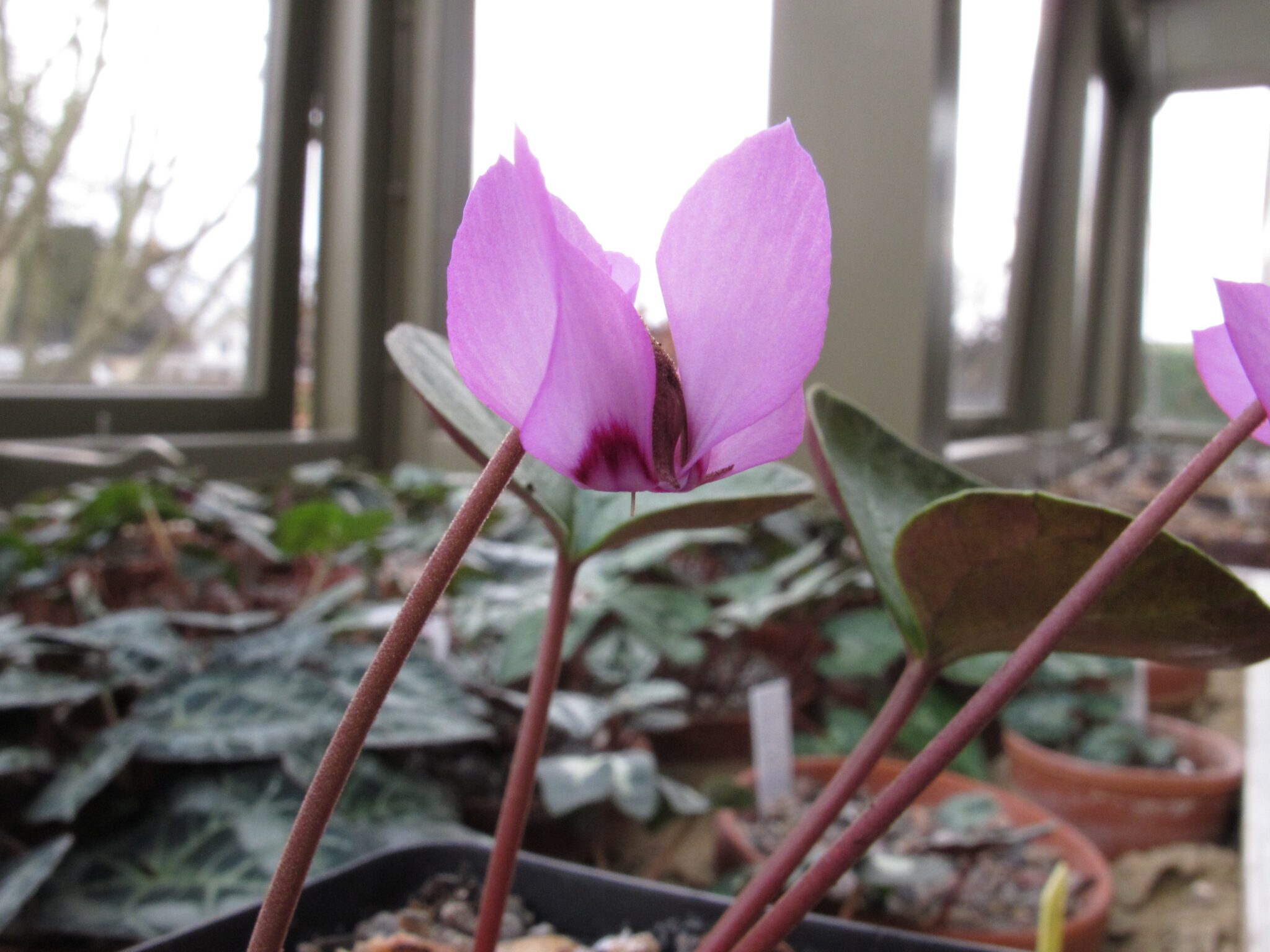 Cyclamen elegans silver leaf