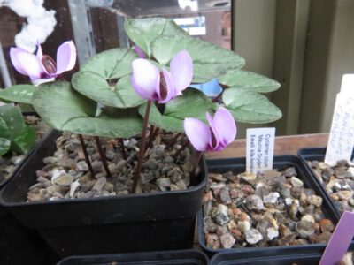 Cyclamen elegans silver leaf