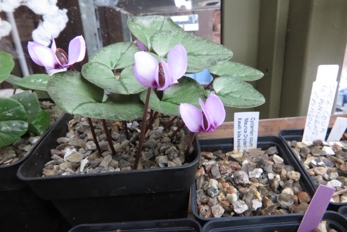 Cyclamen elegans silver leaf