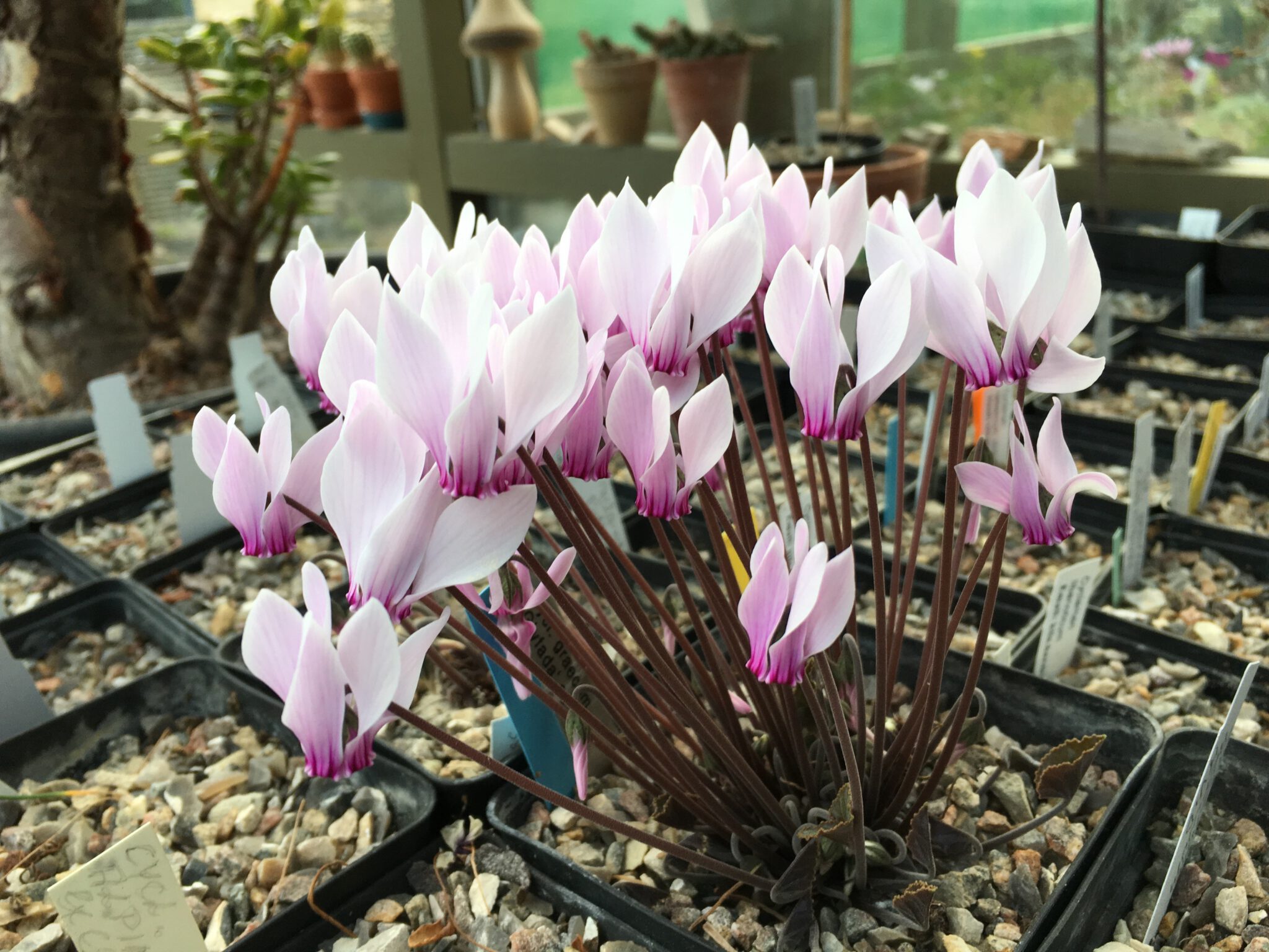 Cyclamen graecum 'Glyfada' cs