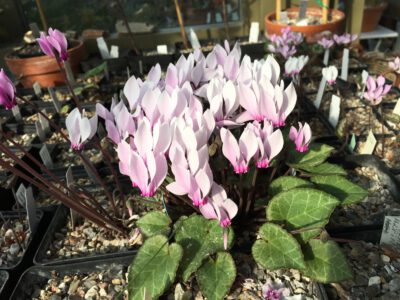 Cyclamen graecum ‘Glyfada’