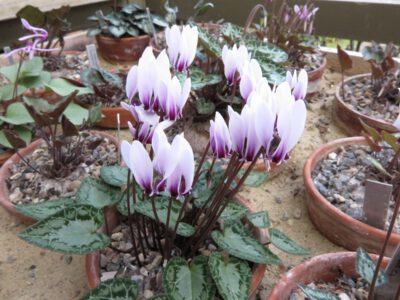 Cyclamen graecum cse