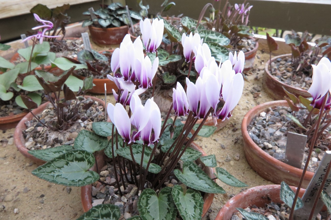 Cyclamen graecum cse