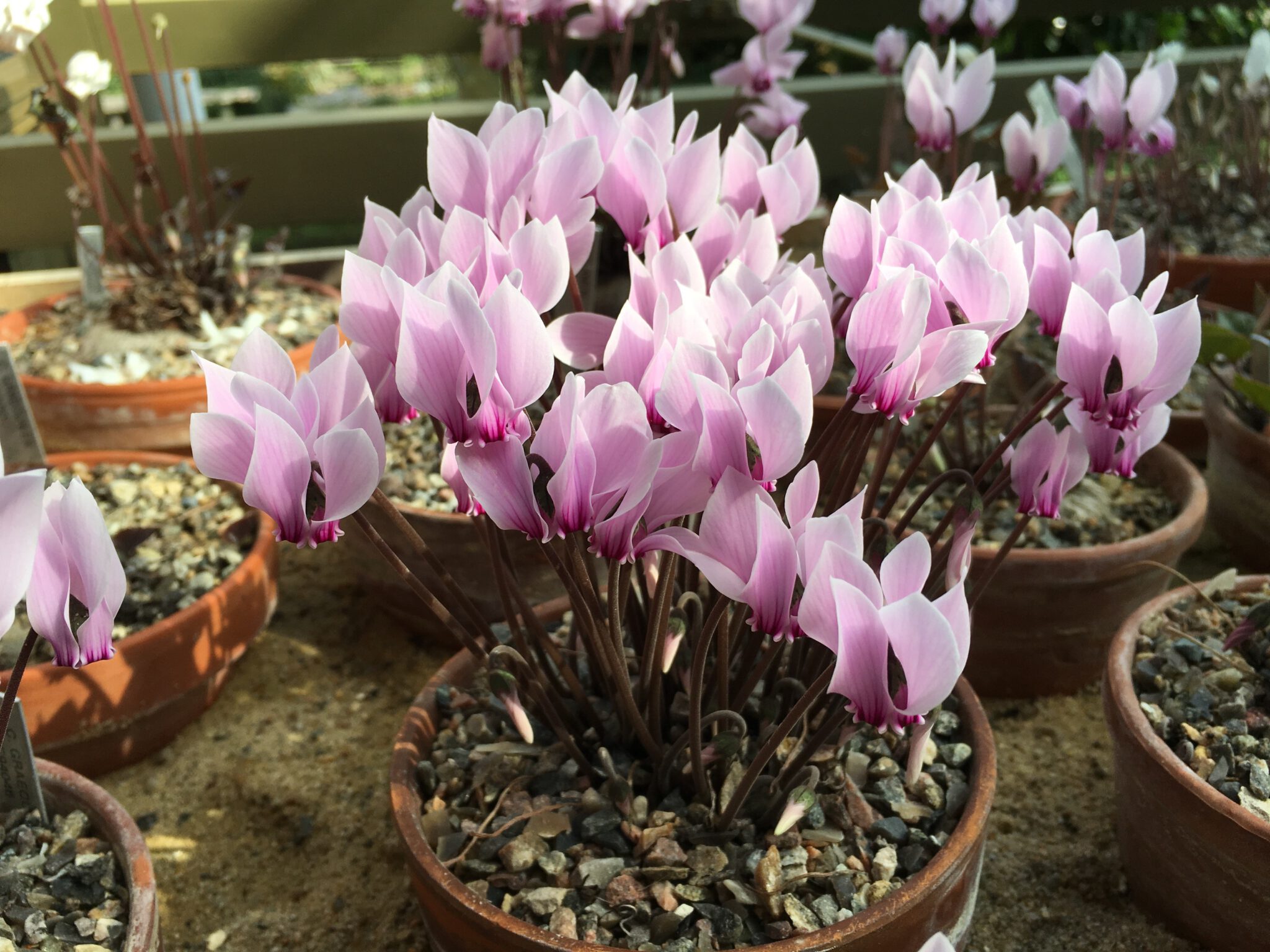 Cyclamen graecum ex Peloponnes cs