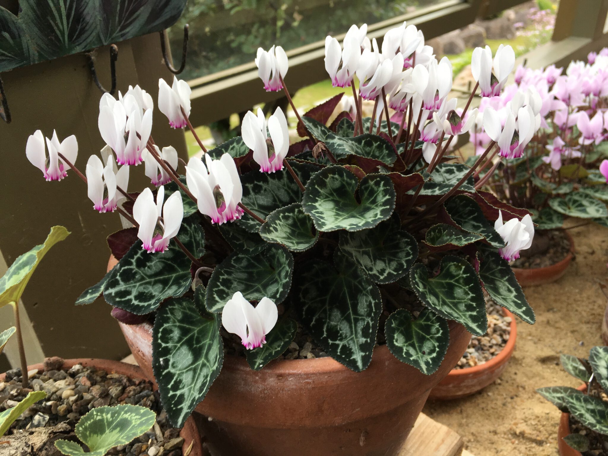 Cyclamen graecum hn