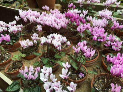 Cyclamen graecum oversigt