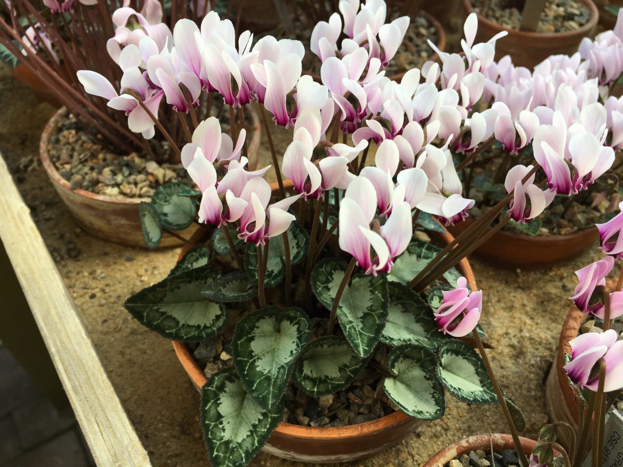 Cyclamen graecum ssp mindleri