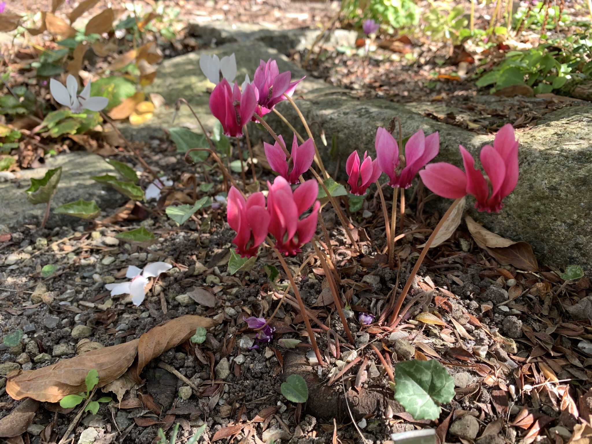 Cyclamen hederifolium 'Corfu Red' CSE07003G