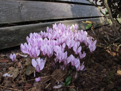 Cyclamen hederifolium