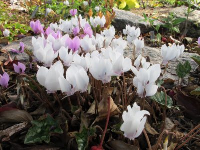 Cyclamen hederifolium