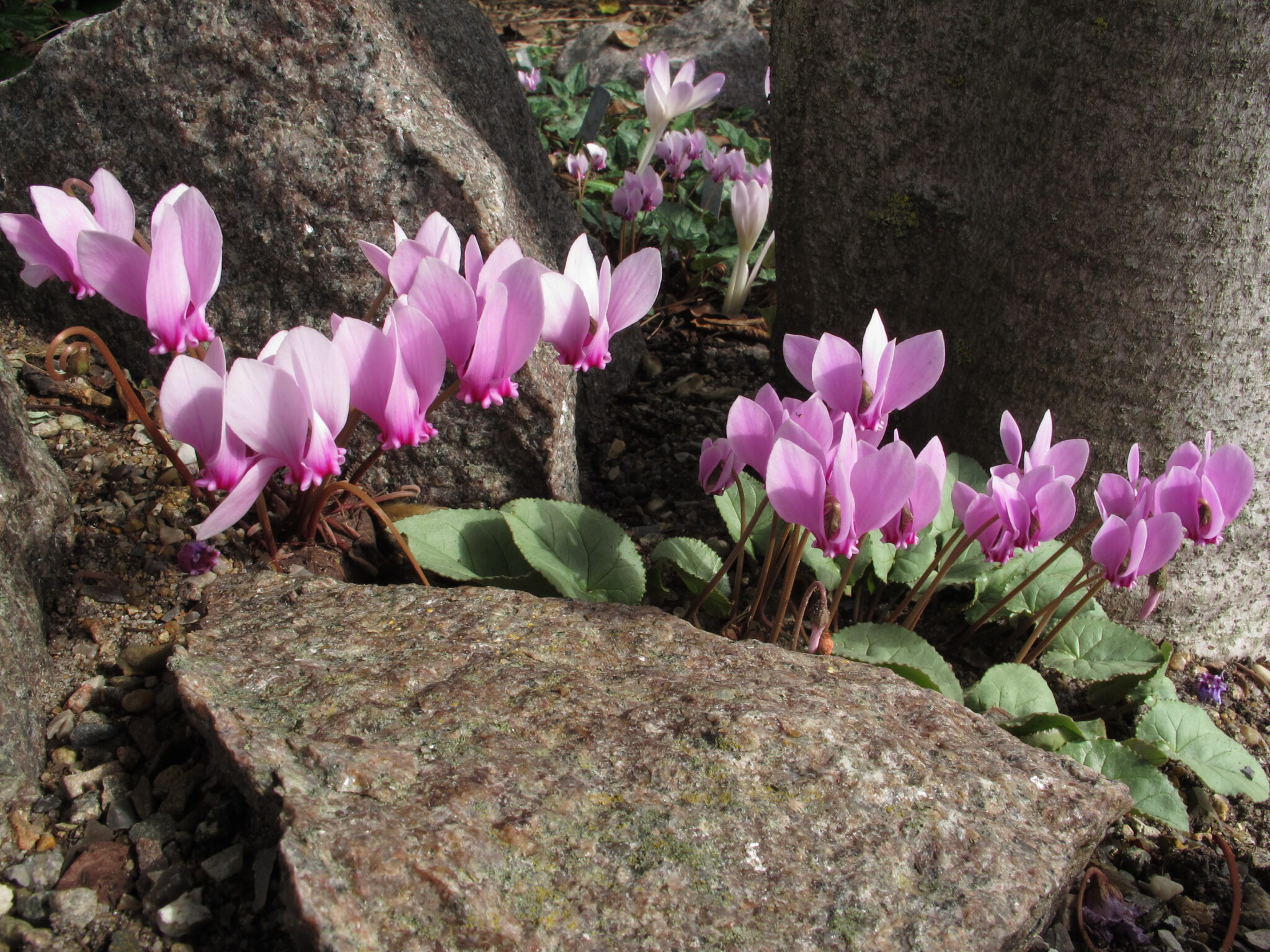 Cyclamen hederifolium