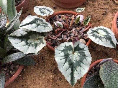 Cyclamen hederifolium 'No Name'