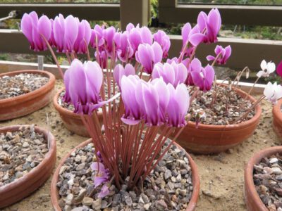 Cyclamen hederifolium 'Ruby Glow'