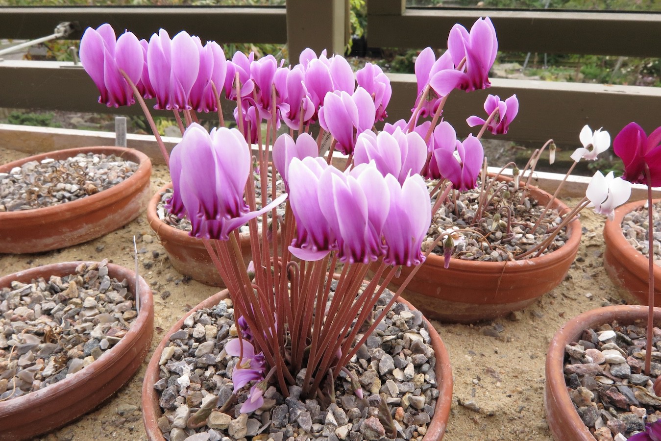 Cyclamen hederifolium 'Ruby Glow'