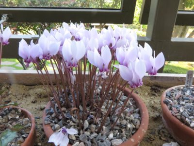 cyclamen hederifolium silver leaf tb