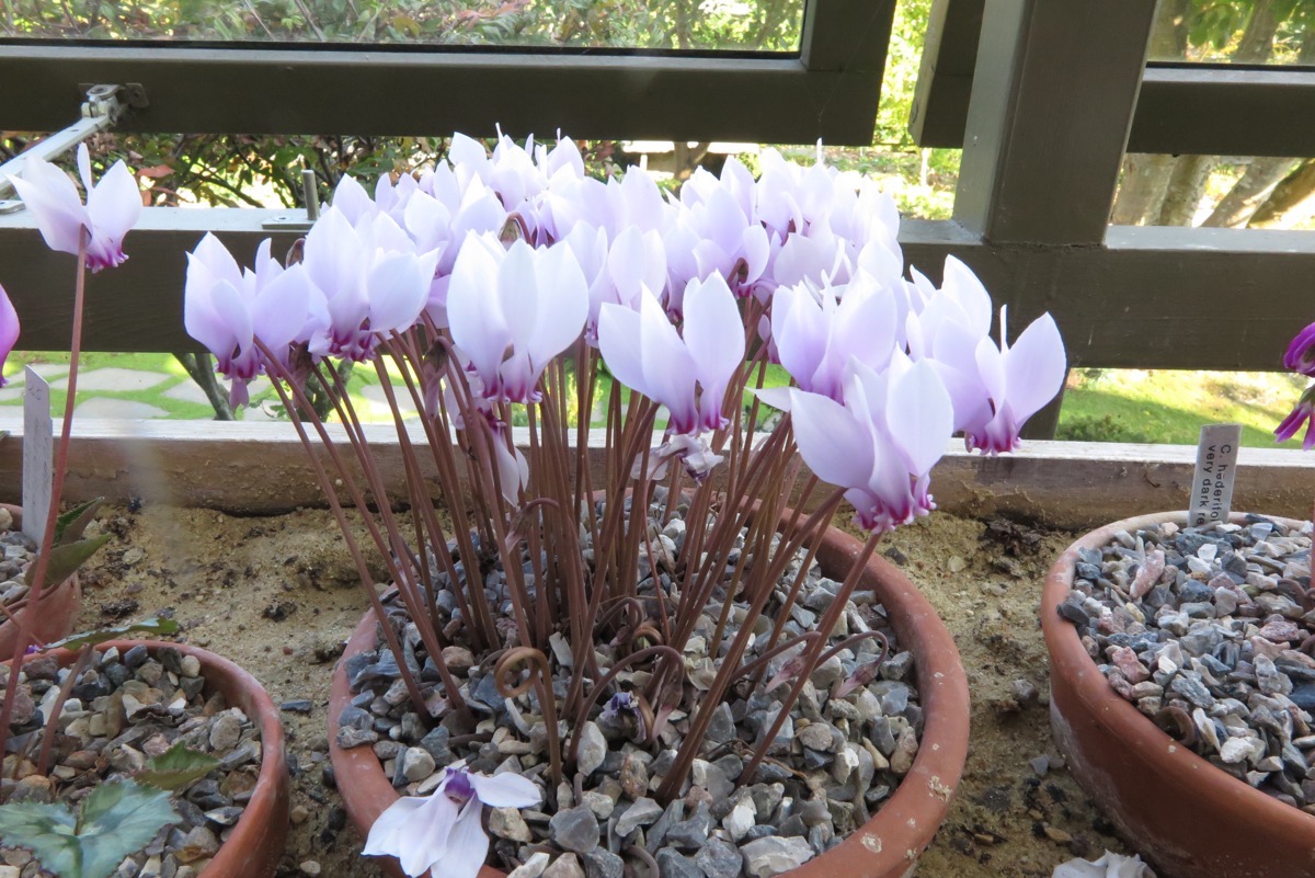 cyclamen hederifolium silver leaf tb