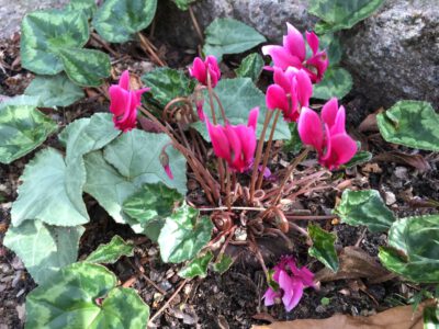 Cyclamen hederifolium cse 07003G