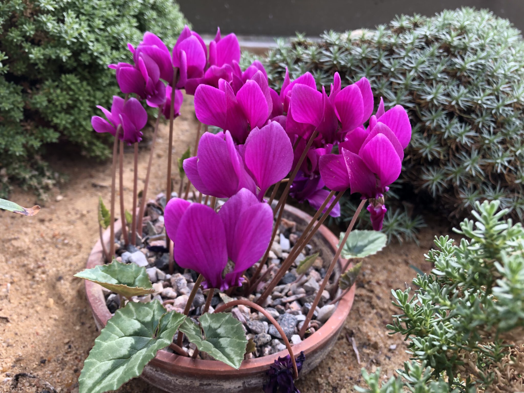 Cyclamen hederifolium dark aubergine