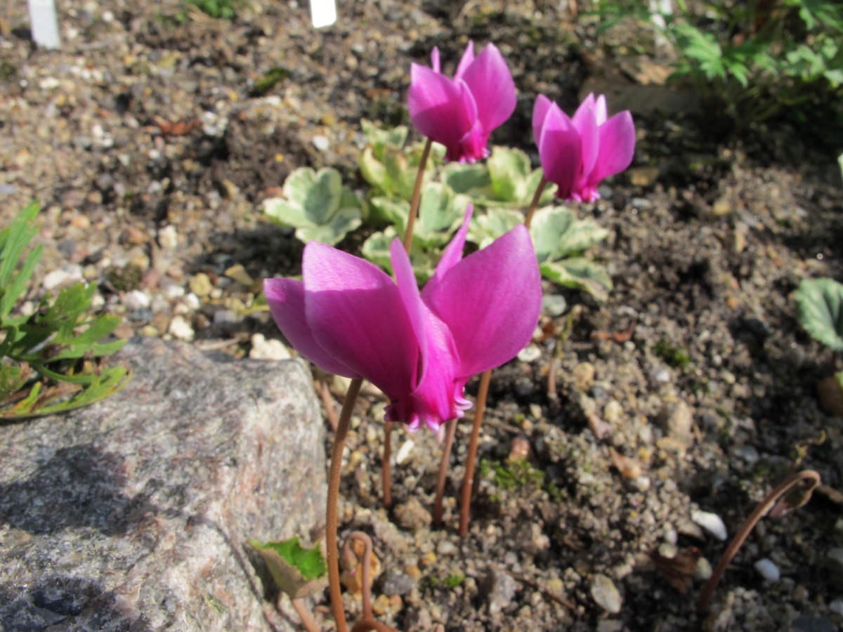 Cyclamen hederifolium ex 'Ruby Glow'