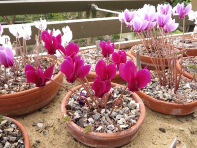 Cyclamen hederifolium ex very dark red purple