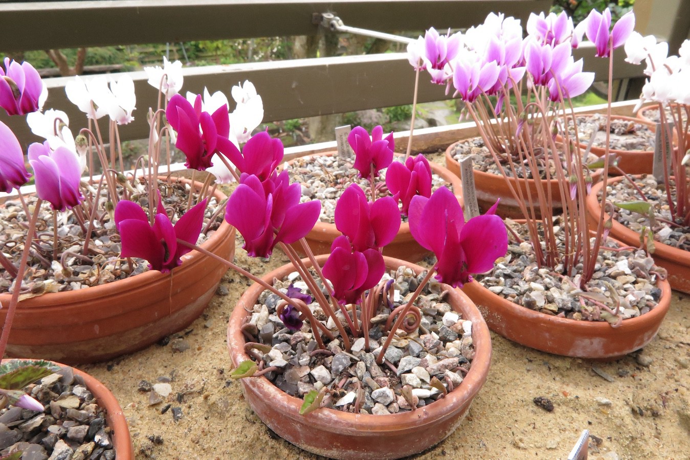 Cyclamen hederifolium ex very dark red purple