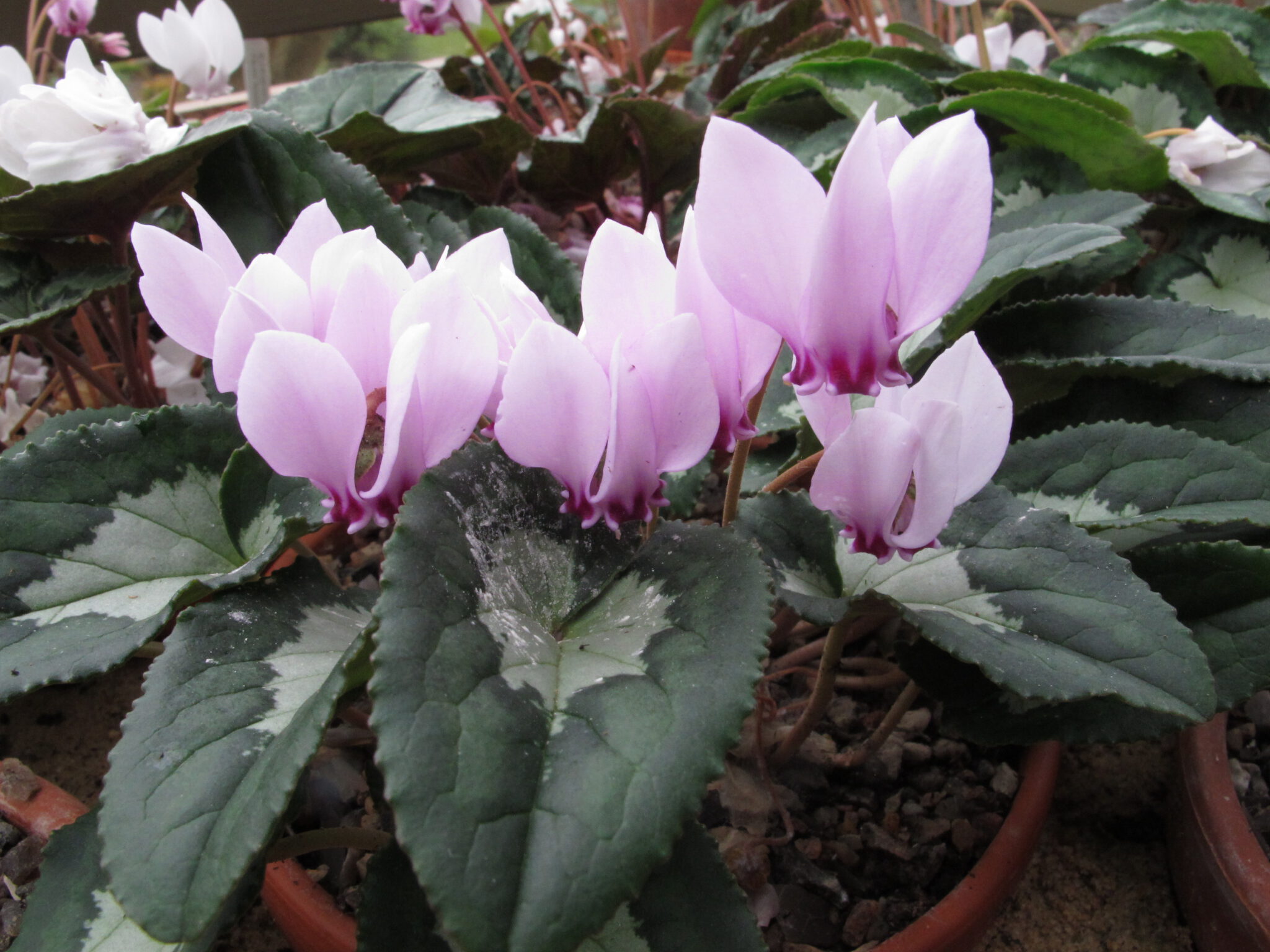 Cyclamen hederifolium silver:narrrow leaf