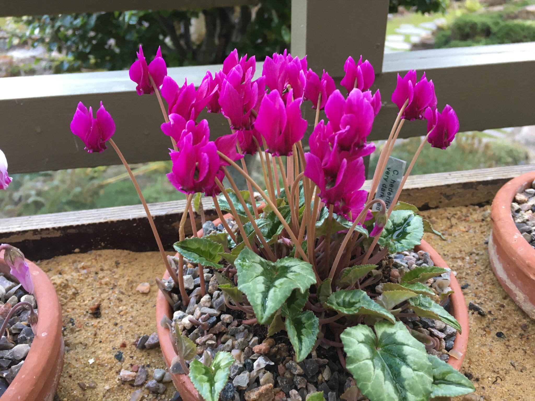 Cyclamen hederifolium very dark red purple